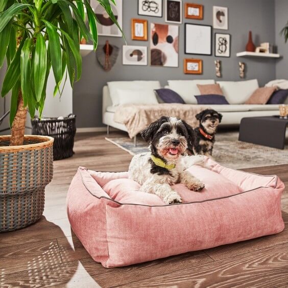 Glam cuccia per cani Laboni - Agof Store
